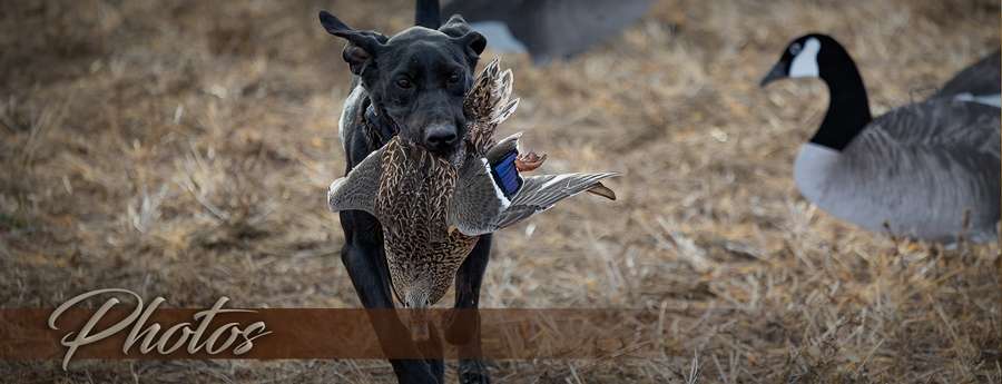 Lights Out Waterfowl - Photo Gallery